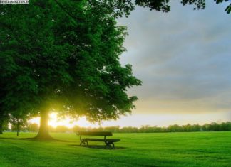 PSICOTERAPIA EM SITUAÇÕES DE LUTO