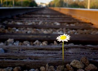 Suicídio: e os vivos?