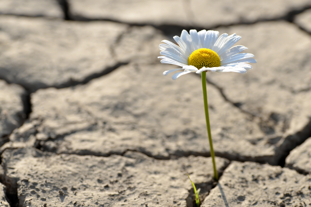 Marguerite flower growing from dried cracked soil.